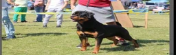 Rottweiler dogs for sale: KC ROTTWEILER  - Advert 10