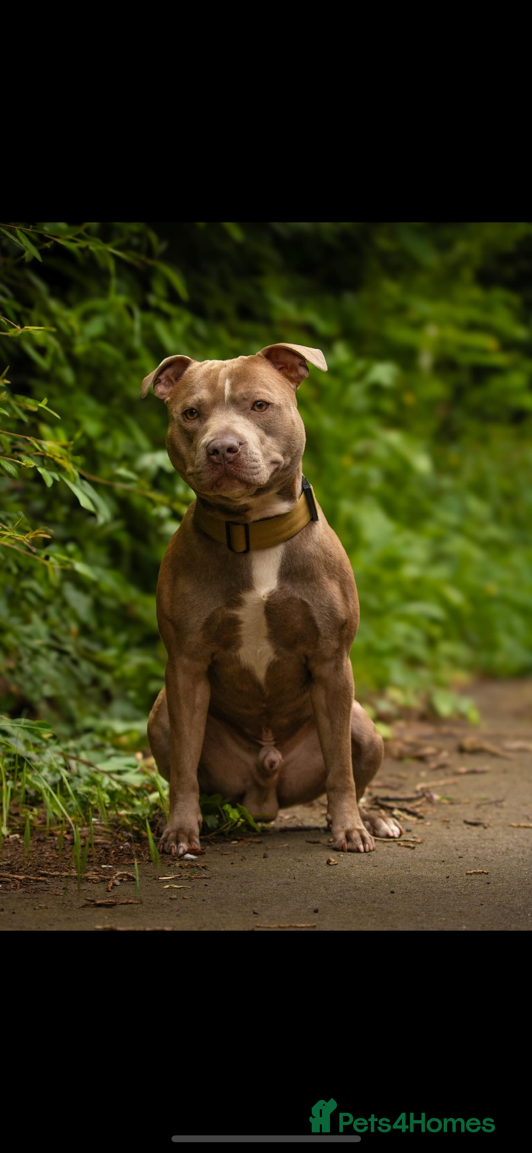 Staffordshire Bull Terrier dogs for sale: Stunning chunky puppies  - Advert 7