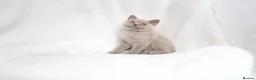 British Shorthair cats for sale: Champagne Lilac/Fawn British Shorthair Kittens 💜 - Advert 10