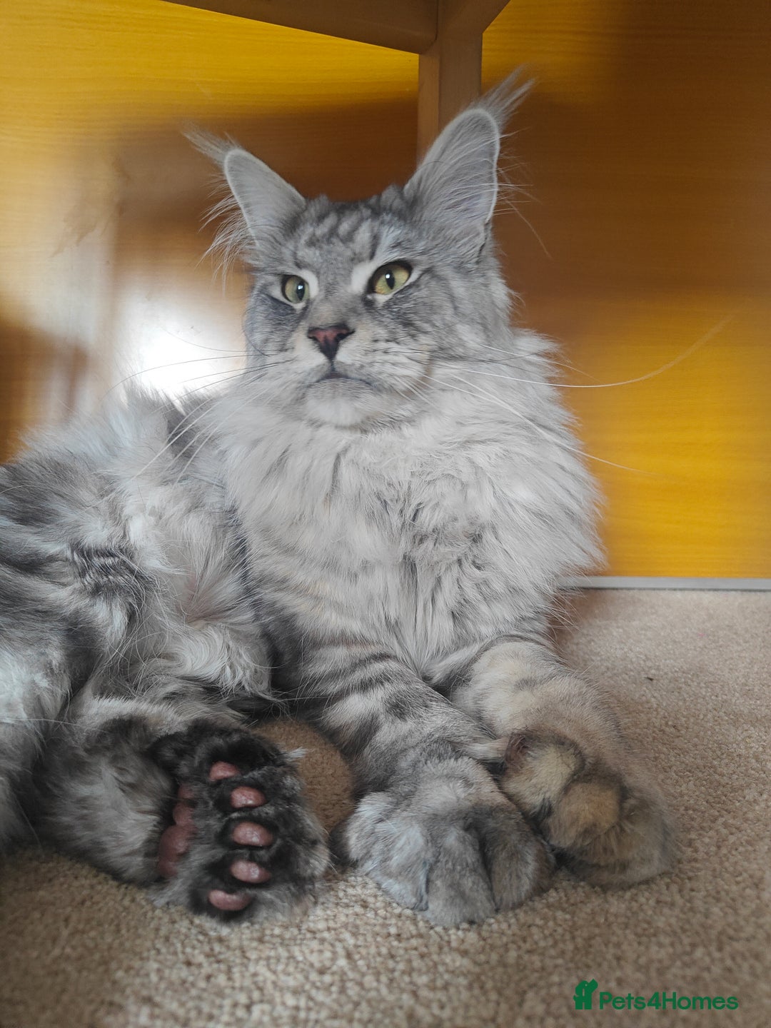 Maine Coon cats for stud: Maine Coon for Stud - Image 2