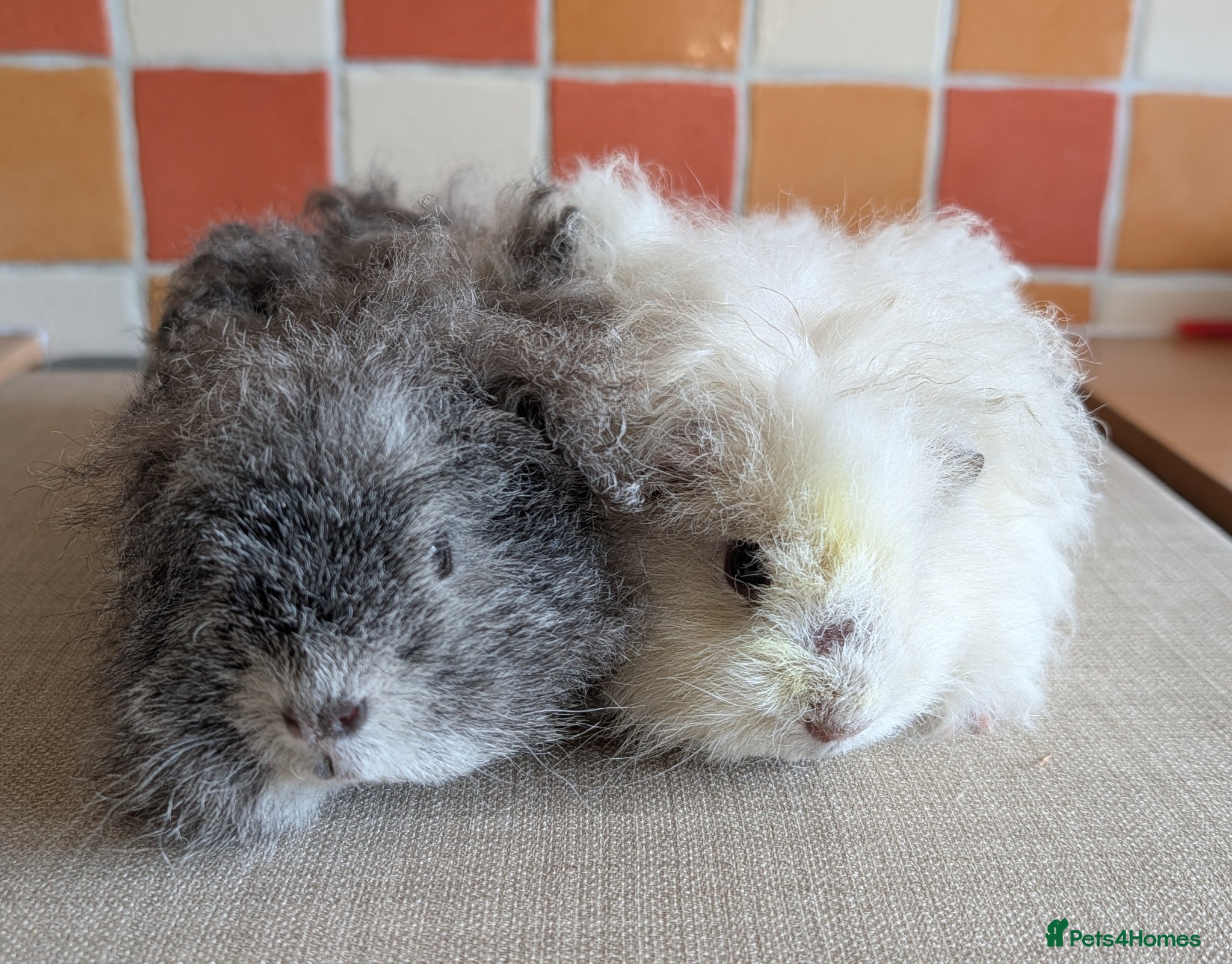 Guinea Pig rodents Gorgeous brothers looking for their 5* home - Advert 15