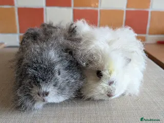 Guinea Pig rodents Gorgeous brothers looking for their 5* home - Advert 15