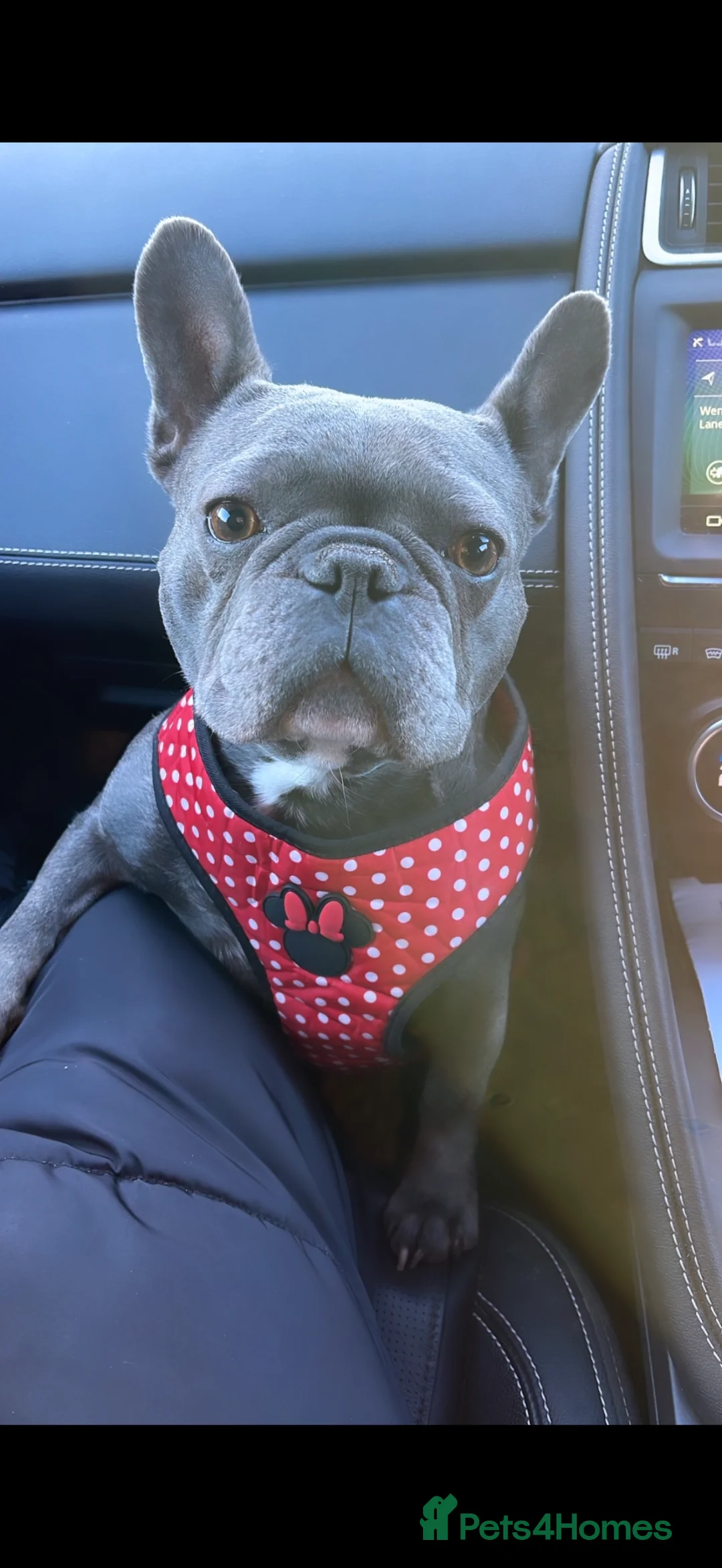 Frug dogs for sale: Beautiful Frug Puppies - Advert 2