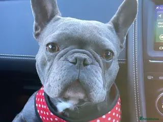 Frug dogs Beautiful Frug Puppies - Advert 1