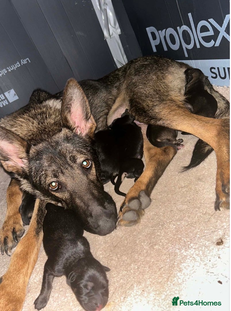 German Shepherd dogs German Shepherd Puppies For Sale – Ready Now - Advert 1