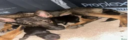 German Shepherd dogs for sale: German Shepherd Puppies For Sale – Ready Now in Doncaster - Advert 1