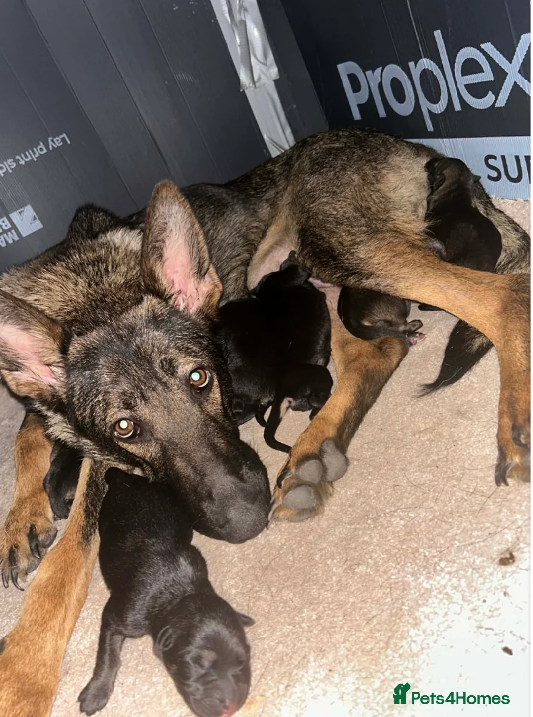 German Shepherd dogs for sale: German Shepherd Puppies For Sale – Ready Now in Doncaster - Advert 1