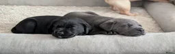 Labrador Retriever dogs for sale: 6 stunning female labrador puppies - Advert 11