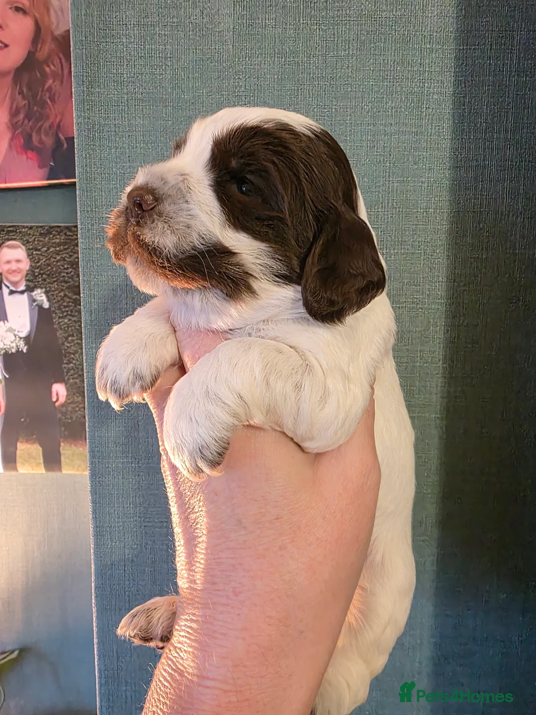 Cocker Spaniel dogs for sale: Choc roan cocker spaniel pups  - Advert 2
