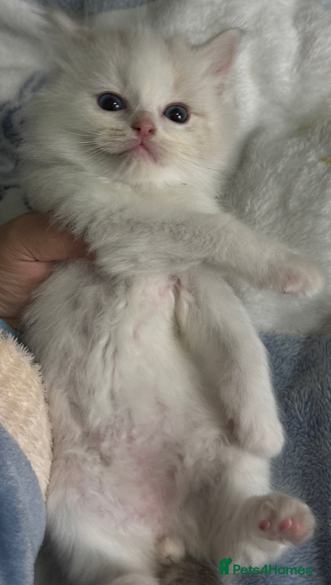 Ragdoll cats for sale: Pure Ragdoll kittens, ready 20th December - Advert 25