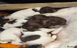 English Springer Spaniel dogs for sale: English springer spaniel puppies  - Image 10