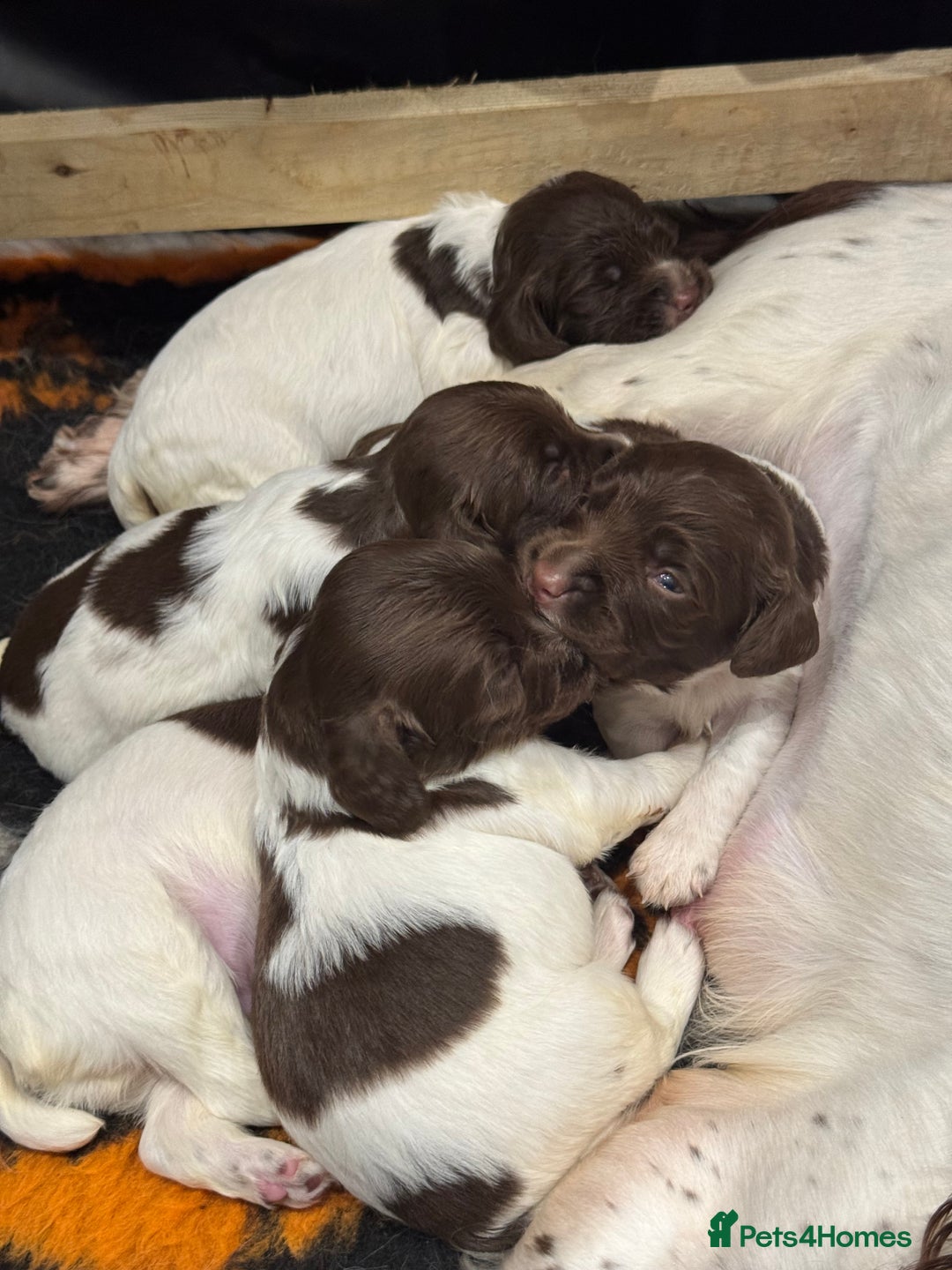 English Springer Spaniel dogs for sale: English springer spaniel puppies  - Image 10