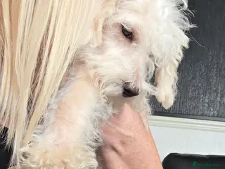 Jackapoo dogs Toy poodle 3/4 puppies - Advert 13