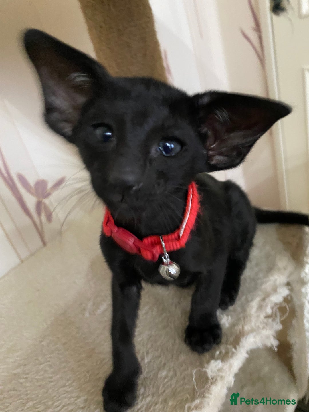 Oriental cats for sale: Beautiful Oriental Kittens for Sale - Advert 6