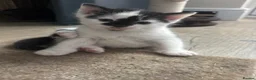 Mixed Breed cats for sale: Kittens for sale  in Keighley - Advert 6