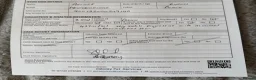 Newfoundland dogs for stud: Archer - KC Registered Stud Service - Advert 5