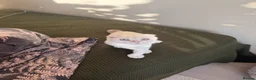 Scottish Fold cats for sale: Scotish fold  - Advert 8