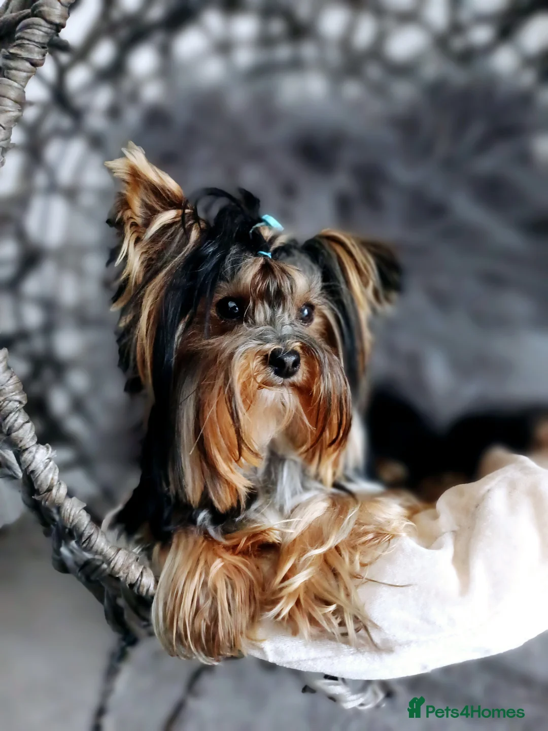 Yorkshire Terrier dogs for stud: ABSOLUTELY ADROBLE TINY BOY ONLY FOR STUD DUTY!! in Bedford - Advert 3