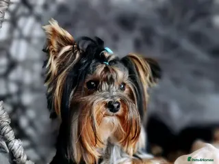 Yorkshire Terrier dogs ABSOLUTELY ADROBLE TINY BOY ONLY FOR STUD DUTY!! - Advert 12