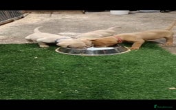 Labrador Retriever dogs for sale: Gorgeous red  Labrador puppies  - Advert 4