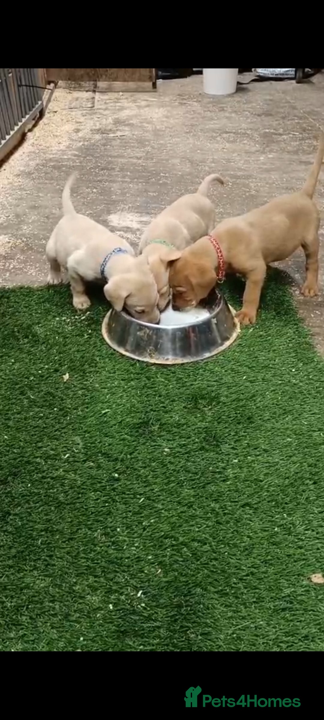 Labrador Retriever dogs for sale: Gorgeous red  Labrador puppies  - Advert 4