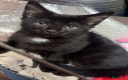 Mixed Breed cats for sale: Cute black male kitten  - Image 5