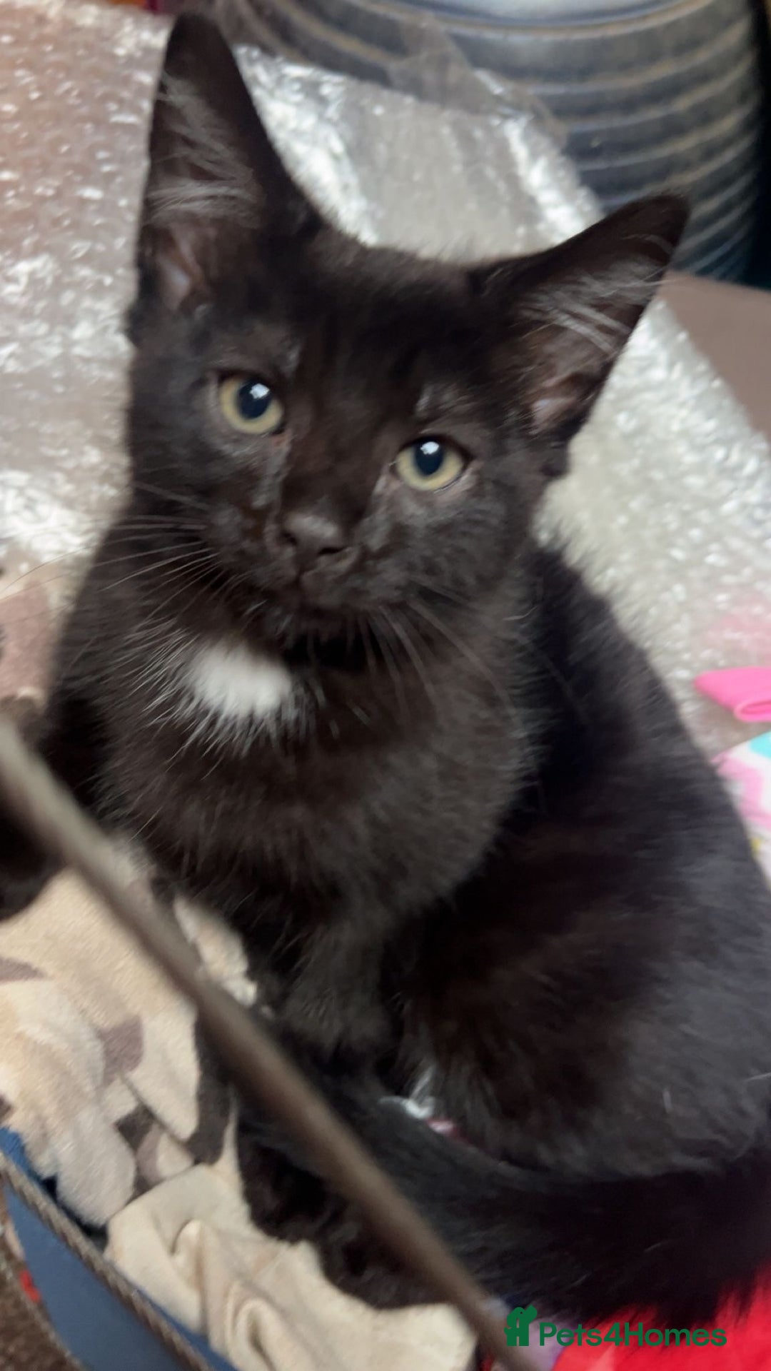 Mixed Breed cats for sale: Cute black male kitten  - Image 5