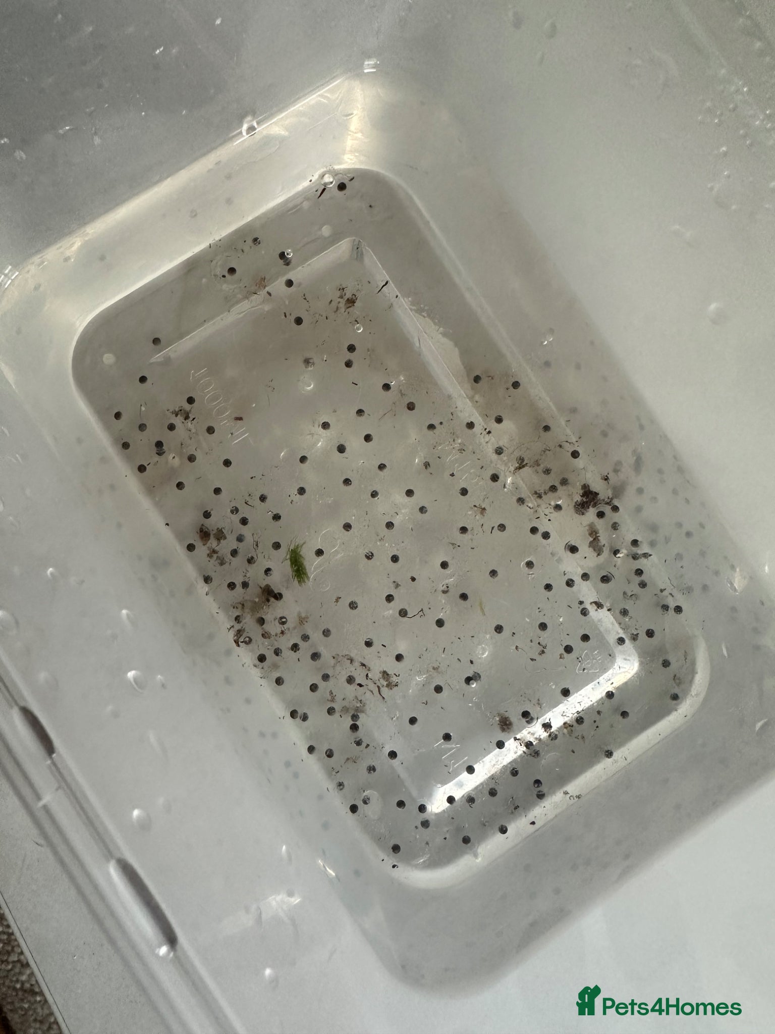 Axolotl reptiles Axolotl Eggs  - Advert 1