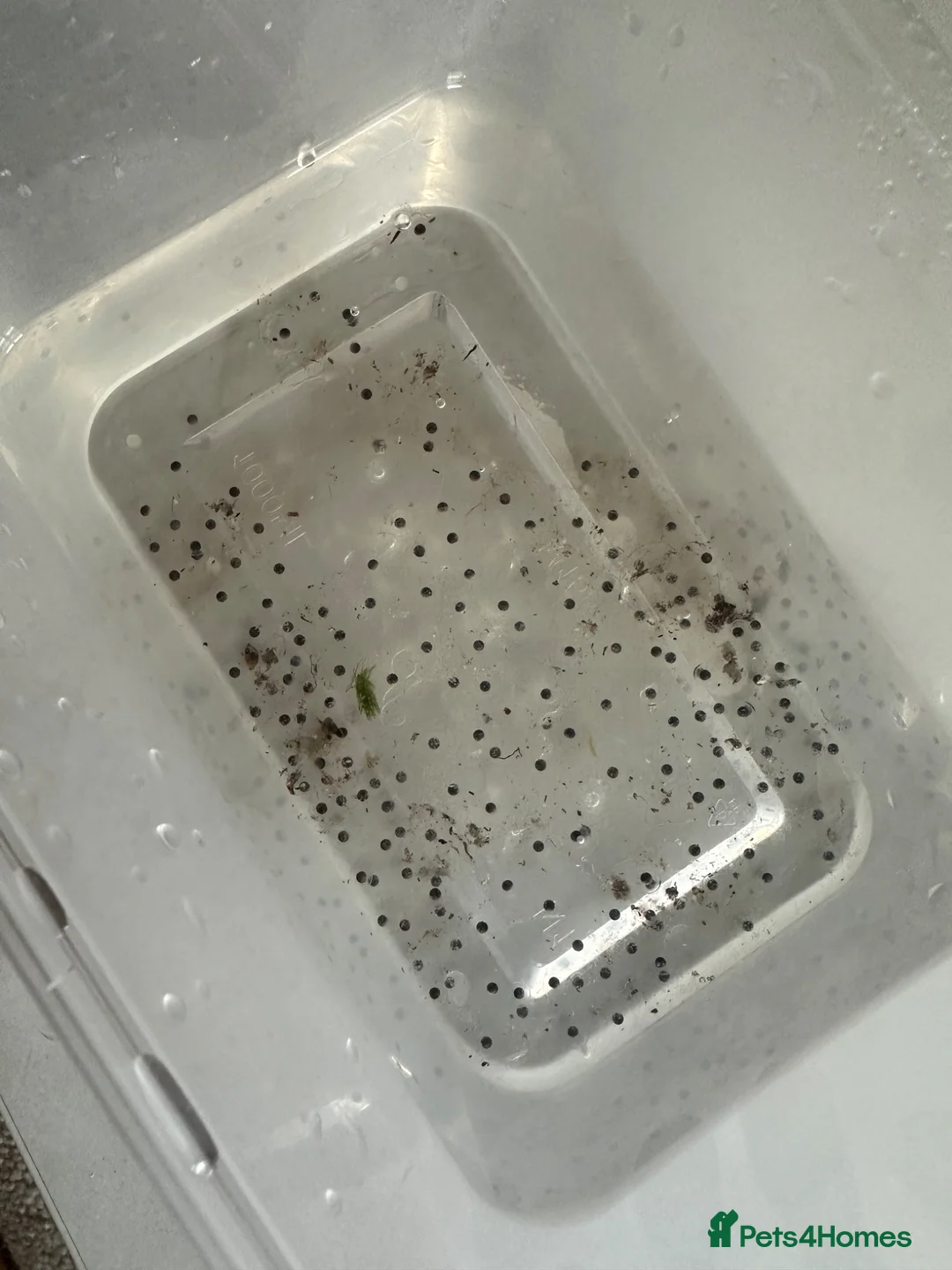 Axolotl reptiles for sale: Axolotl Eggs  - Advert 1