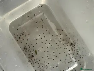 Axolotl reptiles for sale: Axolotl Eggs - Advert 1