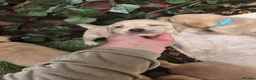 Goldador dogs for sale: Gorgeous F1 Goldador puppies from excellent lines in Kidderminster - Advert 12