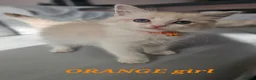 Ragdoll cats for sale: Friendly and playfull Ragdoll x  - Advert 13