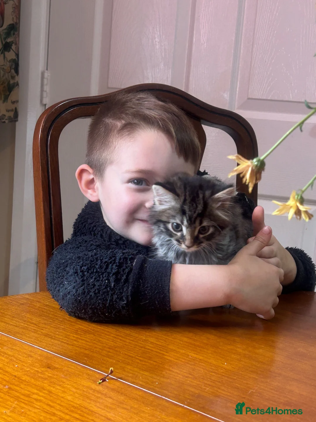 Mixed Breed cats for sale: Stunning Maine cross for sale  - Advert 10