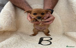 Mixed Breed dogs for sale: Dachshund x jack russle pups   - Image 6