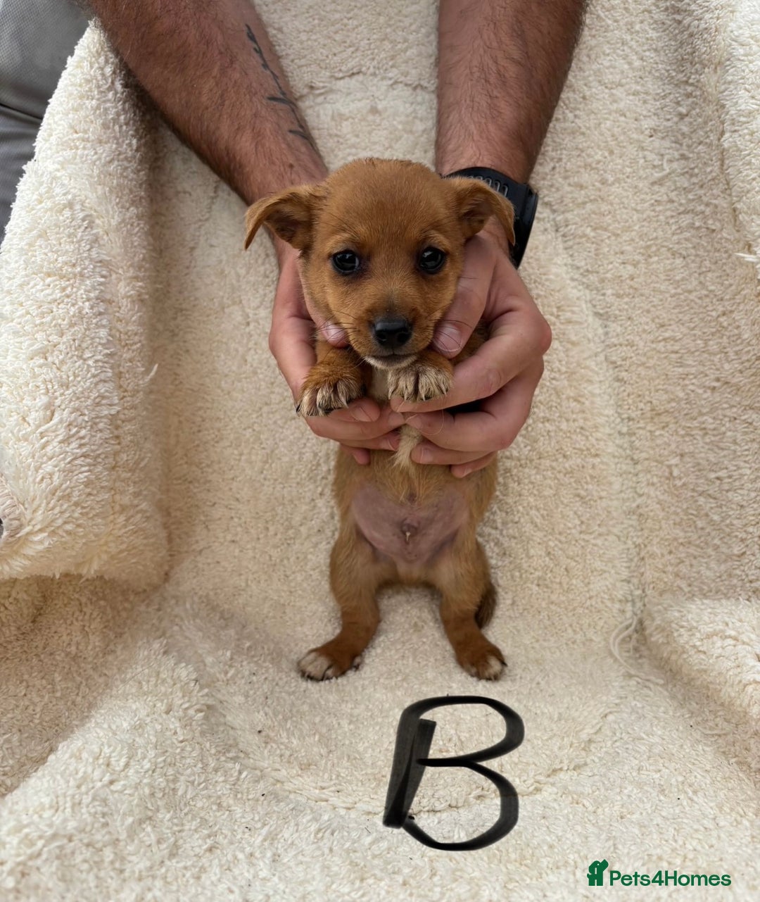 Mixed Breed dogs for sale: Dachshund x jack russle pups   - Image 6