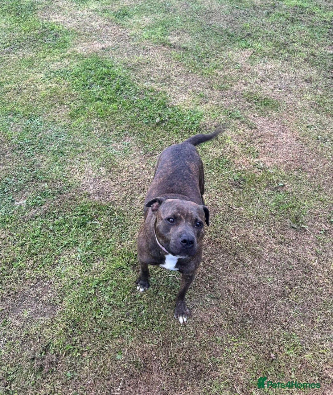 Staffordshire Bull Terrier dogs for sale: Heartbreaking Decision To Rehome  - Advert 4