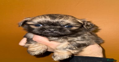 Shih Tzu dogs 🧡💜Stunning KC Registered Shih Tzu Puppies🧡💜 - Advert 6