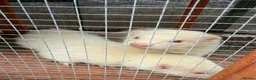 Ferret rodents for sale: 2x male ferrets  - Advert 4