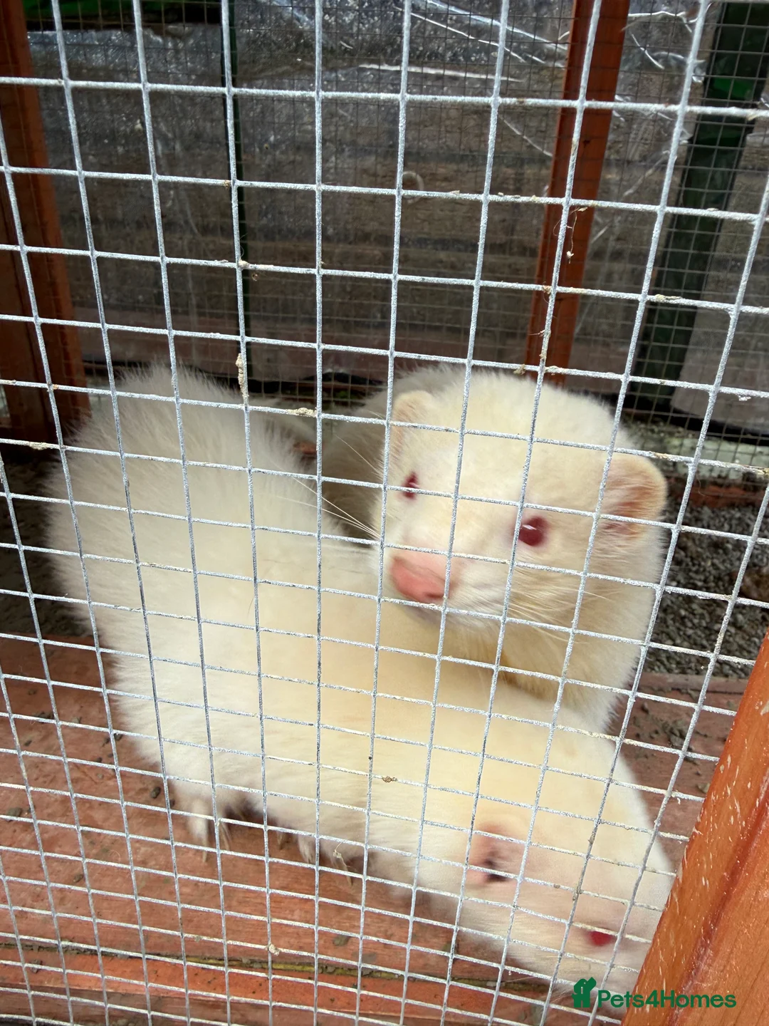 Ferret rodents for sale: 2x male ferrets  - Advert 4