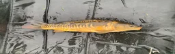 Koi Carp fish for sale: Mirror & Common Carp 10-16 Inches in Northwich - Advert 3