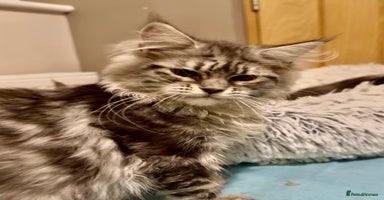 Maine Coon cats - Advert 15