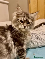 Maine Coon cats - Advert 15