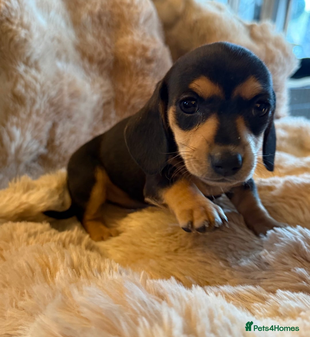 Dachshund dogs for sale: Dachshund pups Black and Tan  - Advert 5