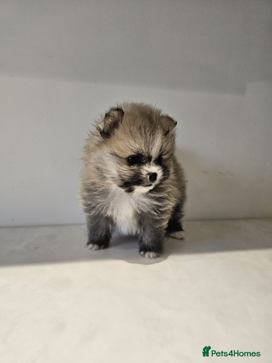 Pomeranian dogs for sale: Adorable mini Pomeranian ❤ - Advert 15