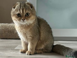 Scottish Fold cats 🐾 Adorable Pedigree Scottish Kittens! 🐾 - Advert 1