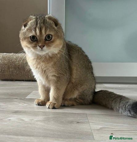 Scottish Fold cats 🐾 Adorable Pedigree Scottish Kittens! 🐾 - Advert 1