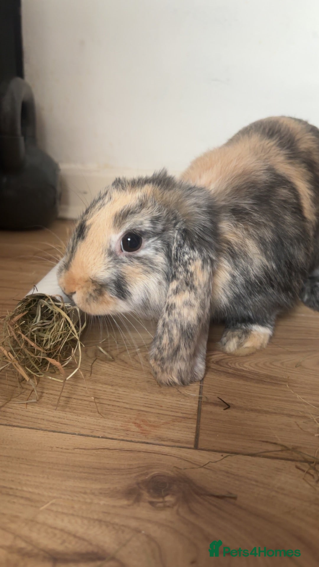 Mini Lop rabbits 4 month boy lop ear rabbit - Advert 1