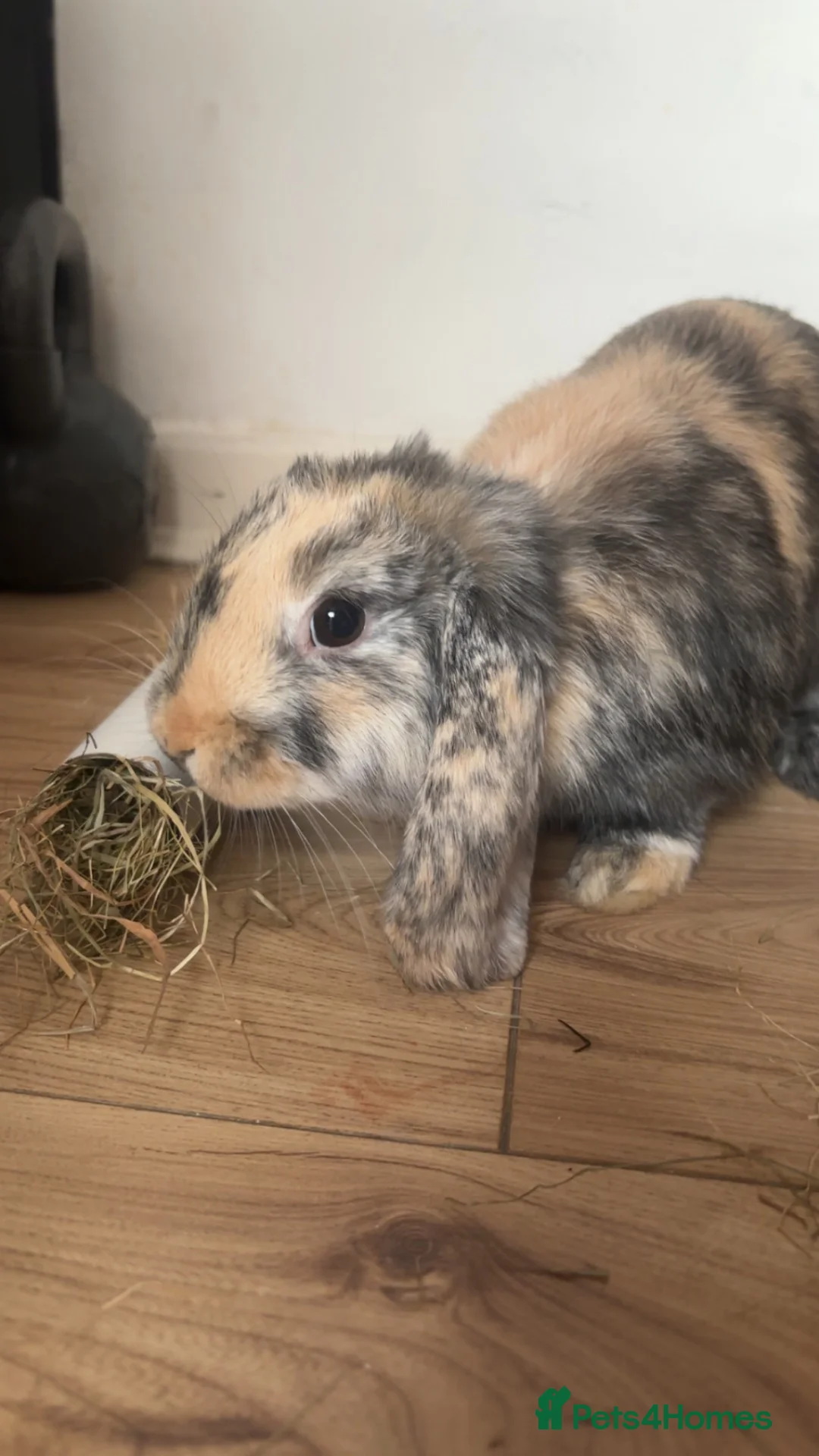 Mini Lop rabbits for sale: 4 month boy lop ear rabbit in Heanor - Advert 1