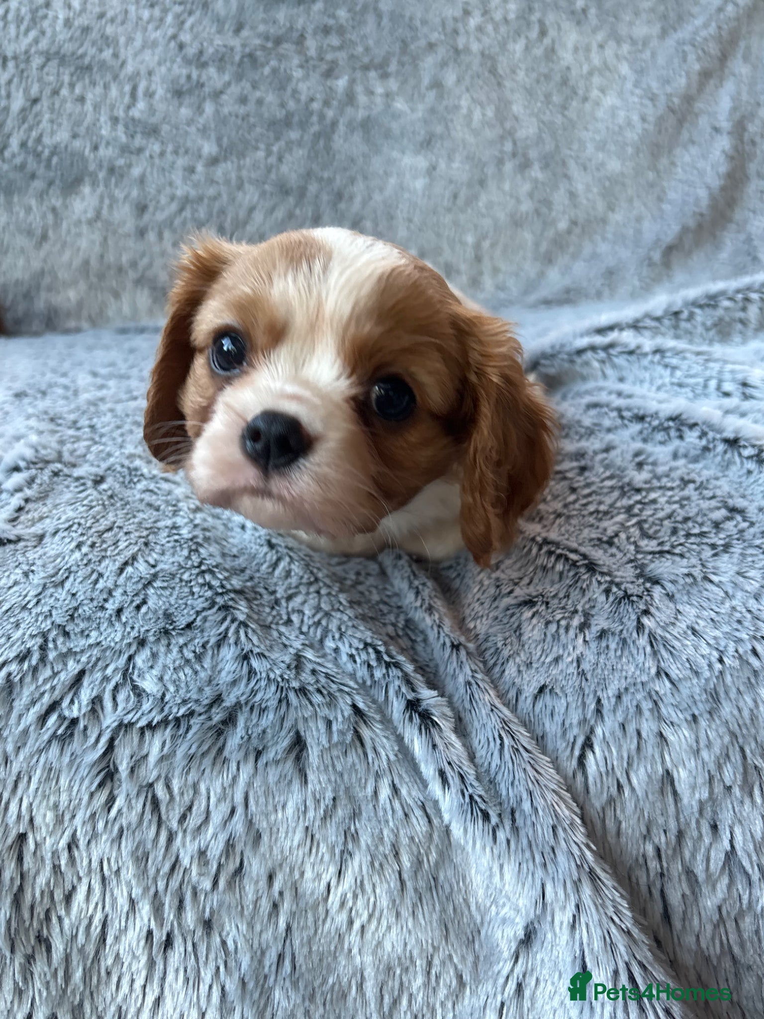 Cavalier King Charles Spaniel dogs Ready now!!  2 Cavalier boys - Advert 1