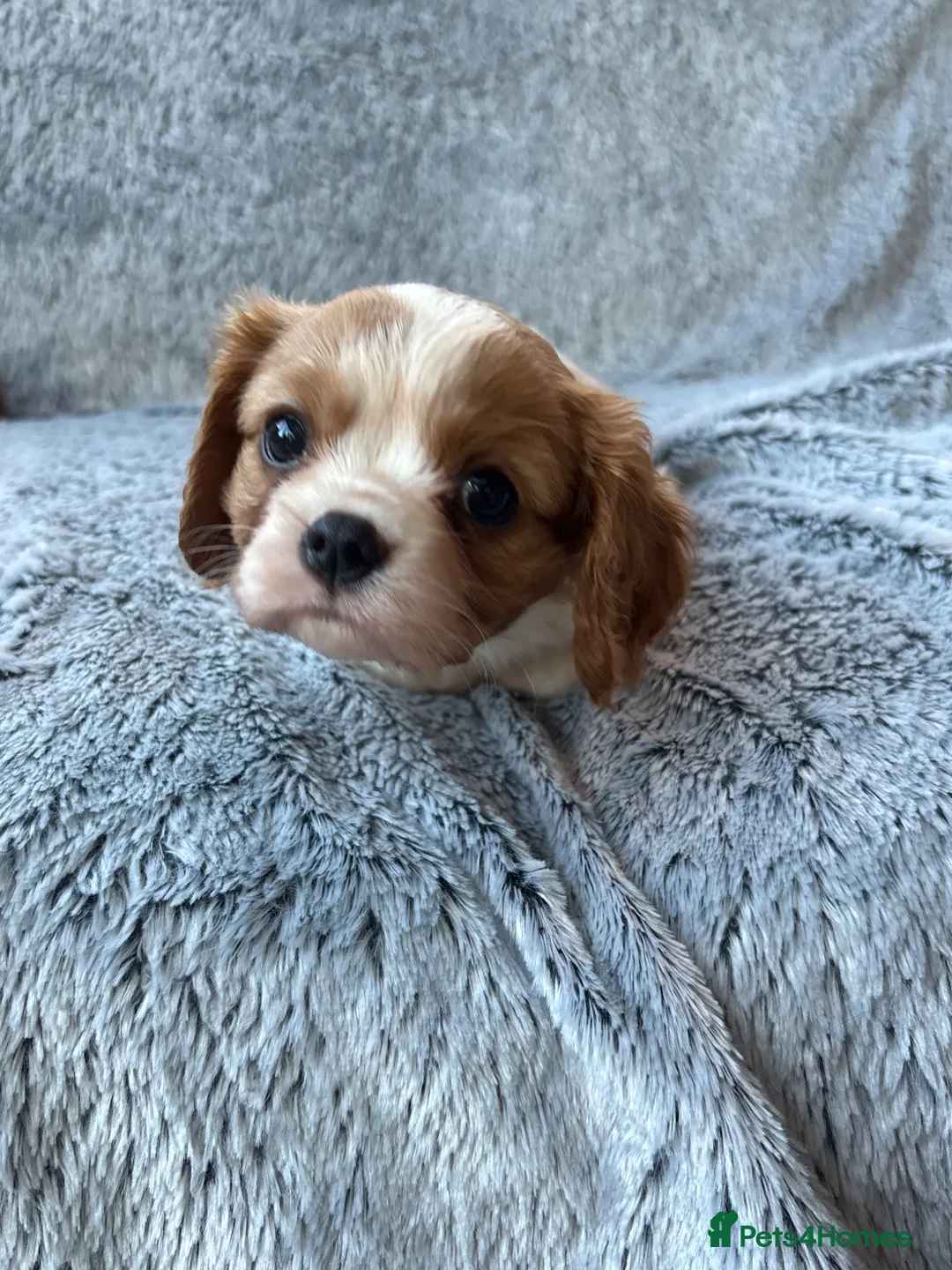 Cavalier King Charles Spaniel dogs for sale: Ready now!!  2 Cavalier boys - Advert 1